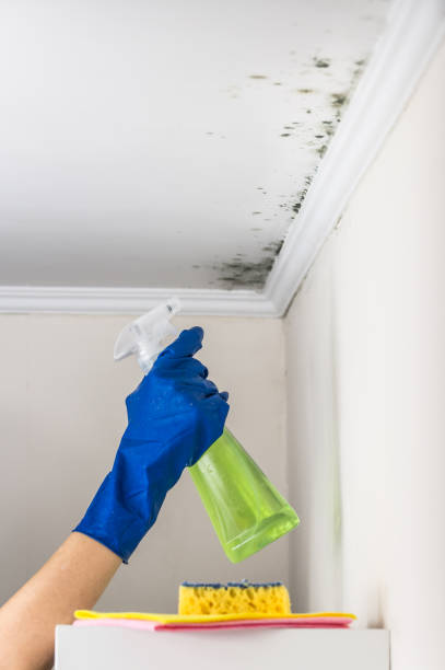 Best Commercial Mold Remediation in Hooverson Heights, WV